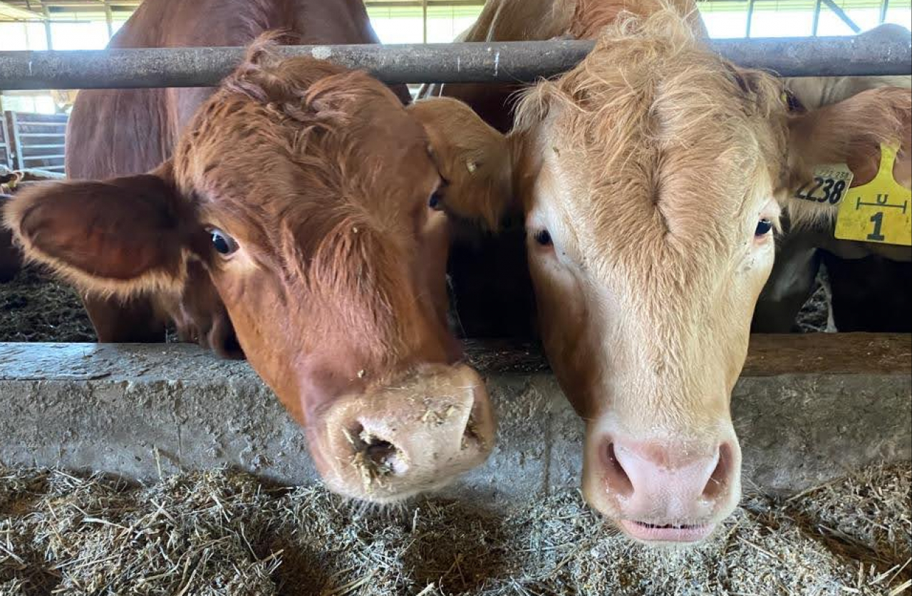 two beef cattle eating at a J bunk